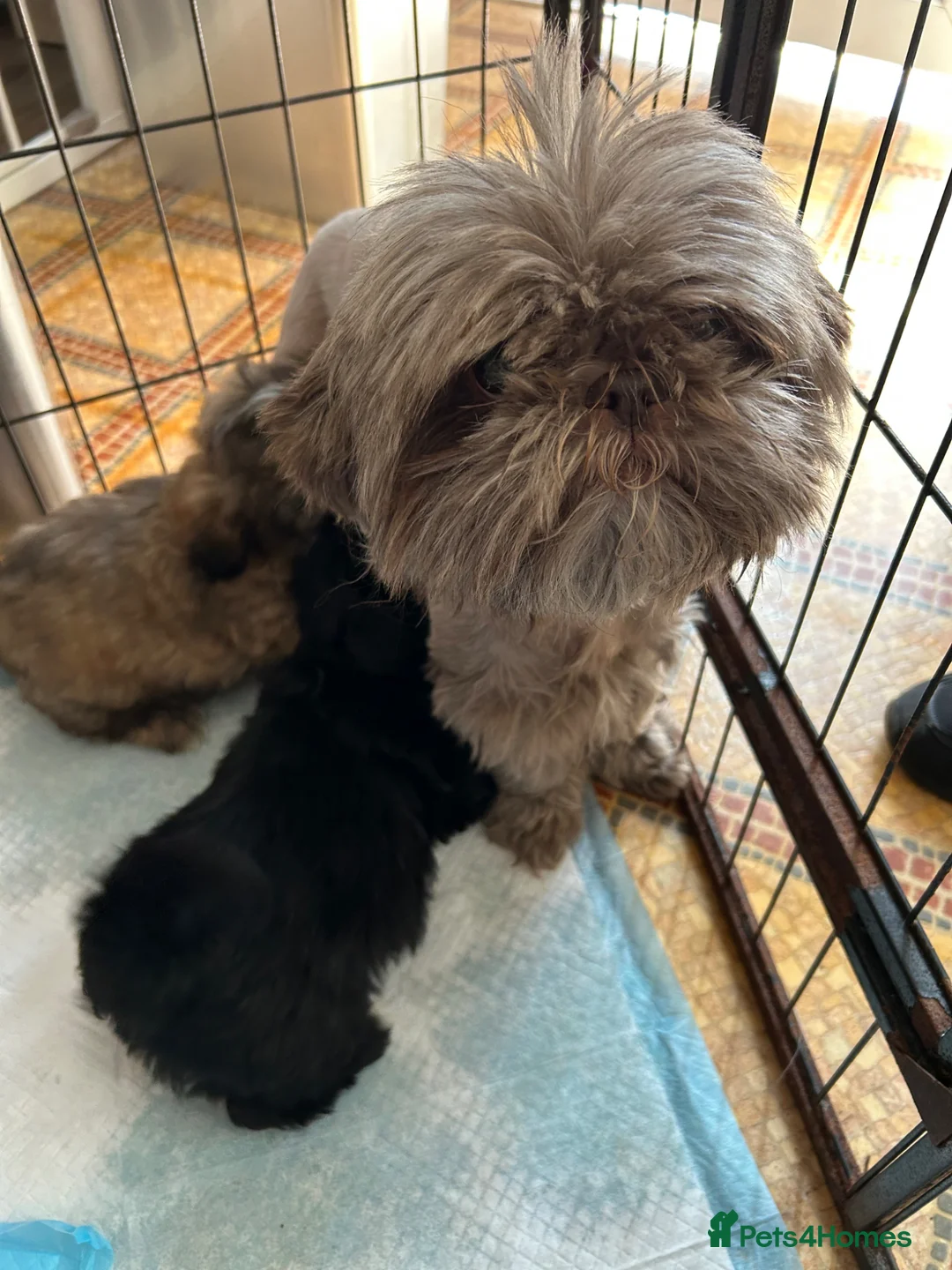 Shih Tzu dogs for sale: 3 imperial Shih Tzu puppies  - Advert 1