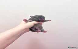 French Bulldog dogs for sale: Fluffy FrenchBulldogs - Image 5
