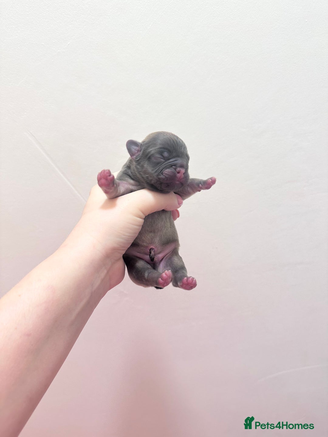 French Bulldog dogs for sale: Fluffy FrenchBulldogs - Image 5