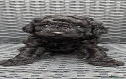 Labradoodle dogs for sale: F1b Miniature Labradoodles  - Image 12