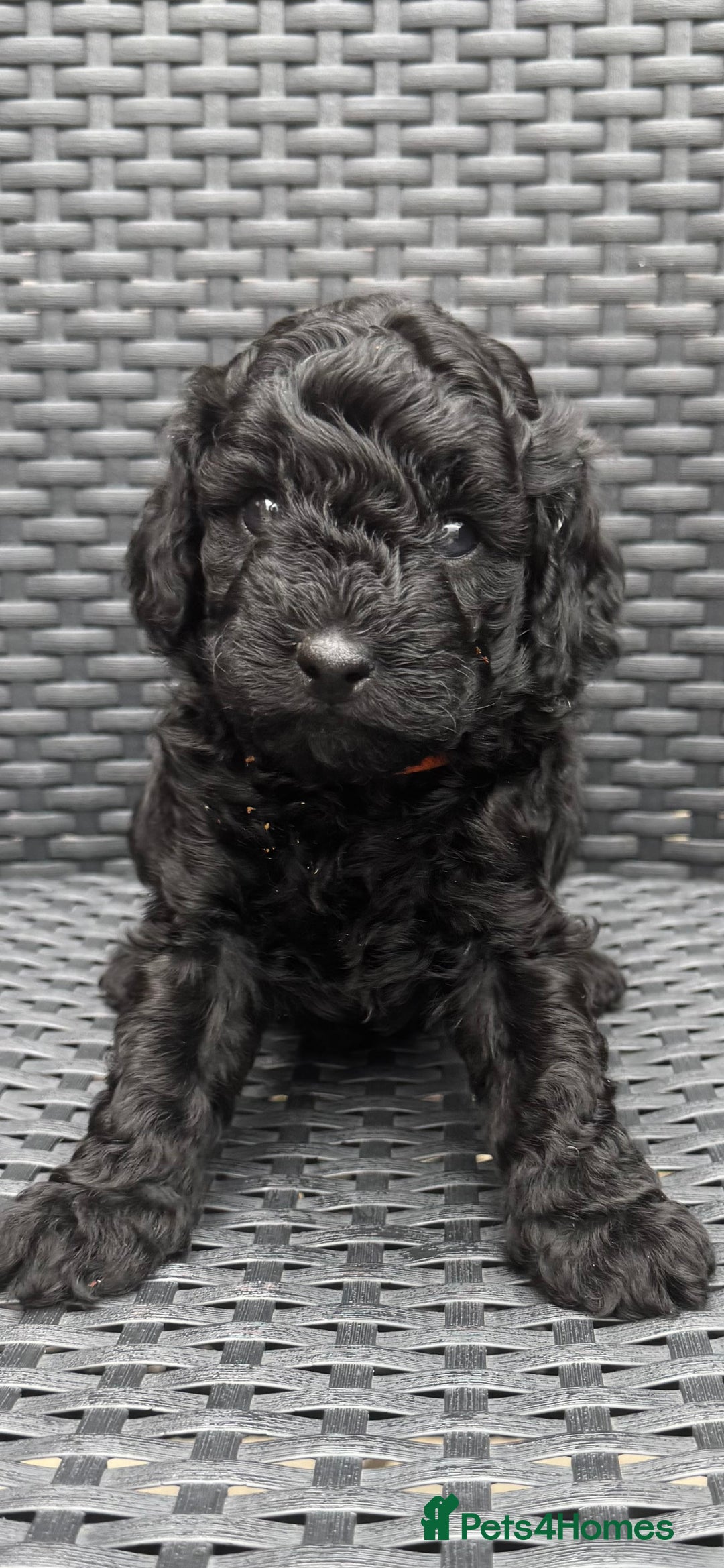 Labradoodle dogs for sale: F1b Miniature Labradoodles  - Image 12