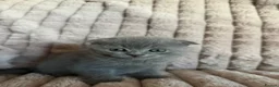 Scottish Fold cats for sale: 3 boys 2 girls  in Spalding - Advert 5