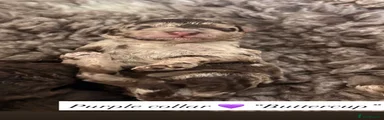 Cockapoo 7