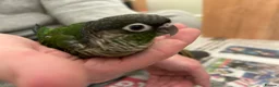 Conures birds for sale: 2 conure babies  in Southampton - Advert 1