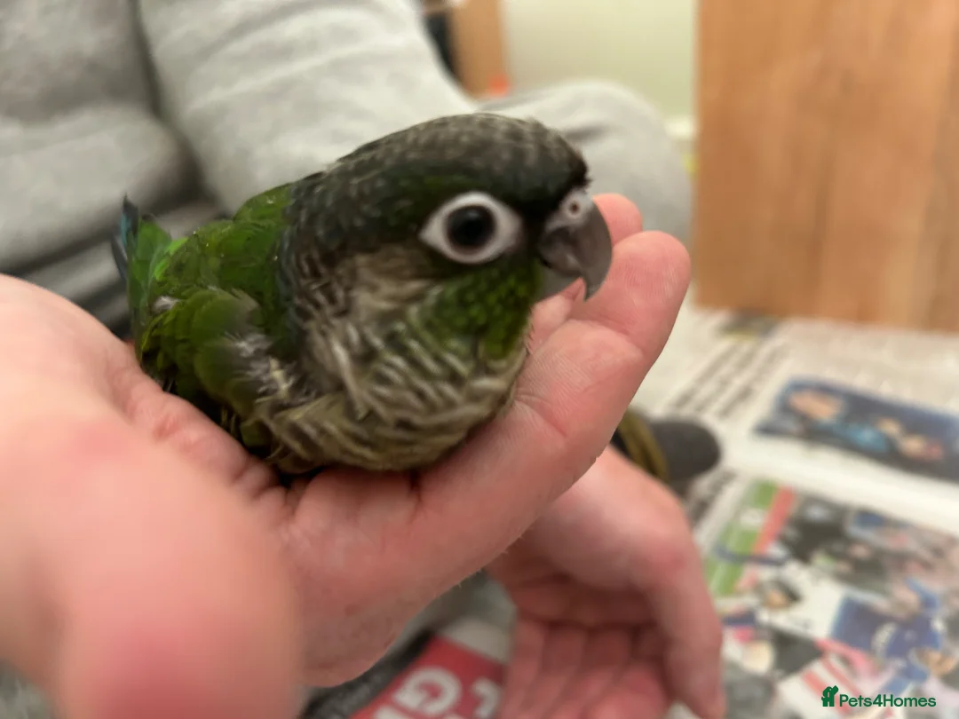 Conures birds for sale: 2 conure babies  in Southampton - Advert 1
