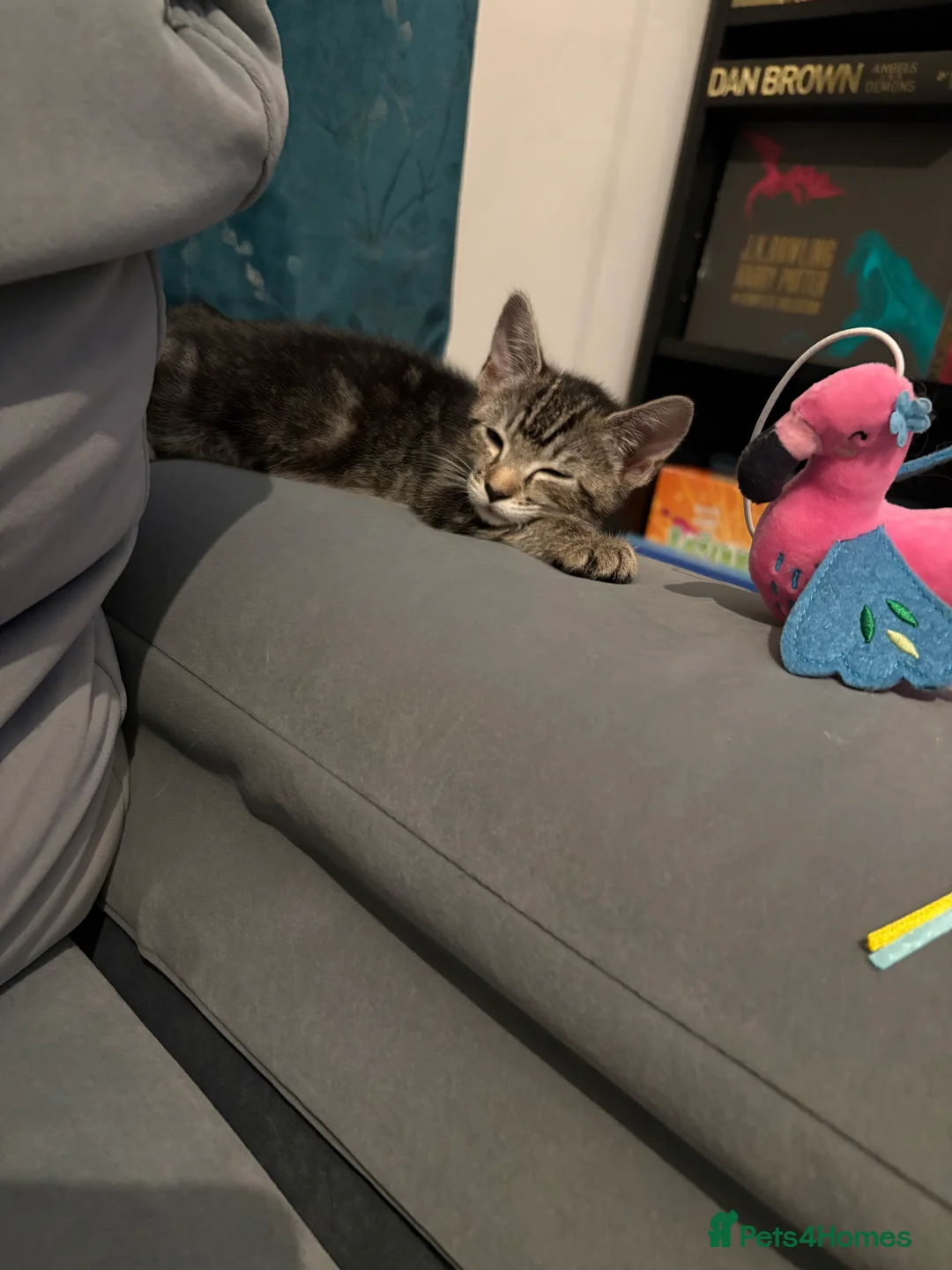 Mixed Breed cats for sale: female tabby kitten looking for her forever home  in Wisbech - Advert 3