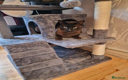 Tonkinese cats for sale: Beautiful Tonkinese Boy - Cappuccino - Image 7