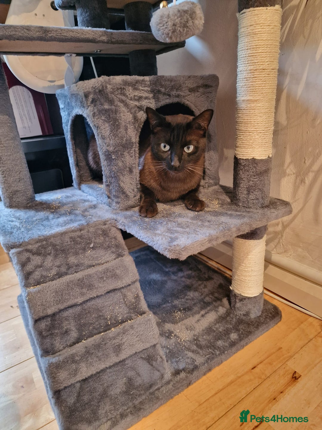 Tonkinese cats for sale: Beautiful Tonkinese Boy - Cappuccino - Image 7