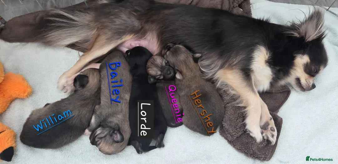 Chihuahua dogs for sale: Longhaired Blue Chihuahua pups - Advert 2