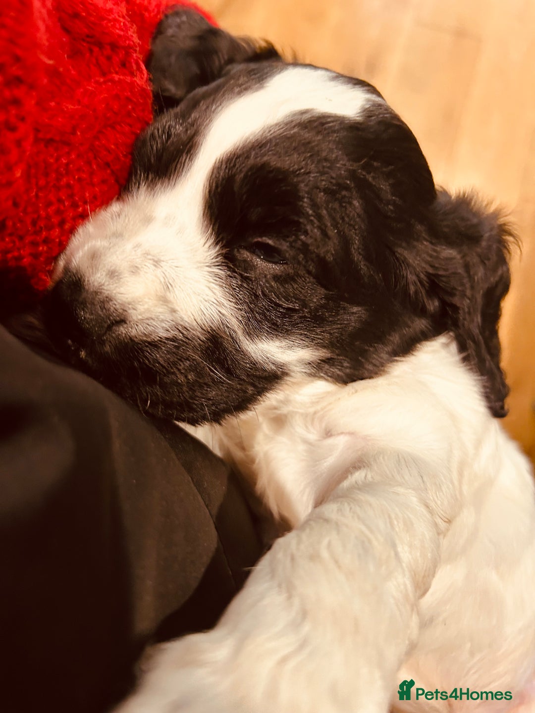 Cocker Spaniel dogs for sale: ⭐️ Meet this Stunning Male Cocker Spaniel puppy  - Advert 3