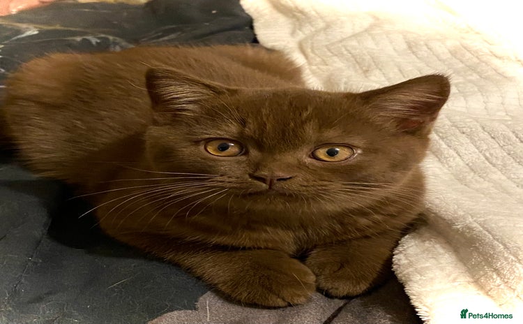 British Shorthair cats - Advert 13