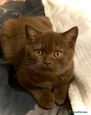 British Shorthair cats - Advert 13