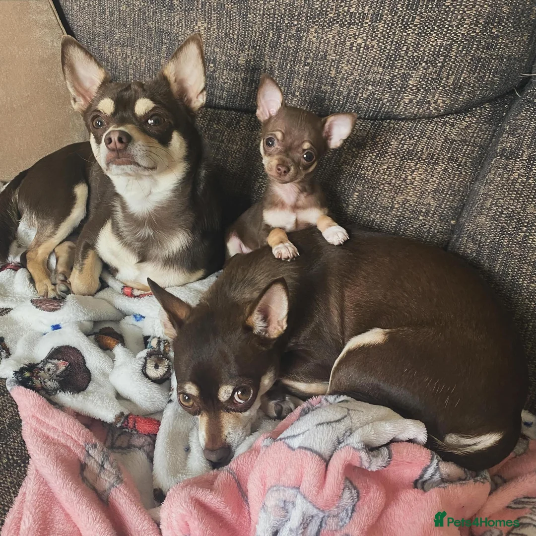 Chihuahua dogs for stud: Reggie the chocolate chi for stud in Ipswich - Advert 9