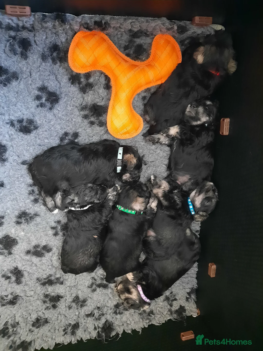 Miniature Schnauzer dogs for stud: Handsome KC Reg B/S Miniature Schnauzer at Stud in Wrexham - Advert 5