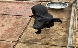 Lurcher dogs for sale: Gorgeous Lurcher pup!  - Image 1