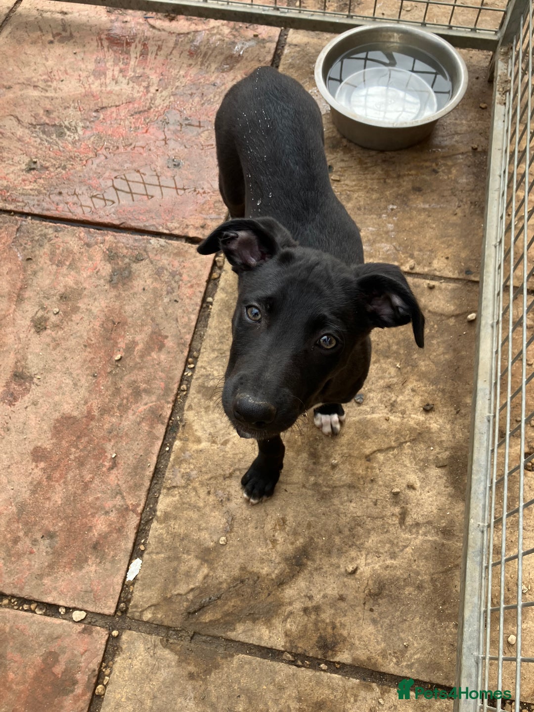 Lurcher dogs for sale: Gorgeous Lurcher pup!  - Image 1