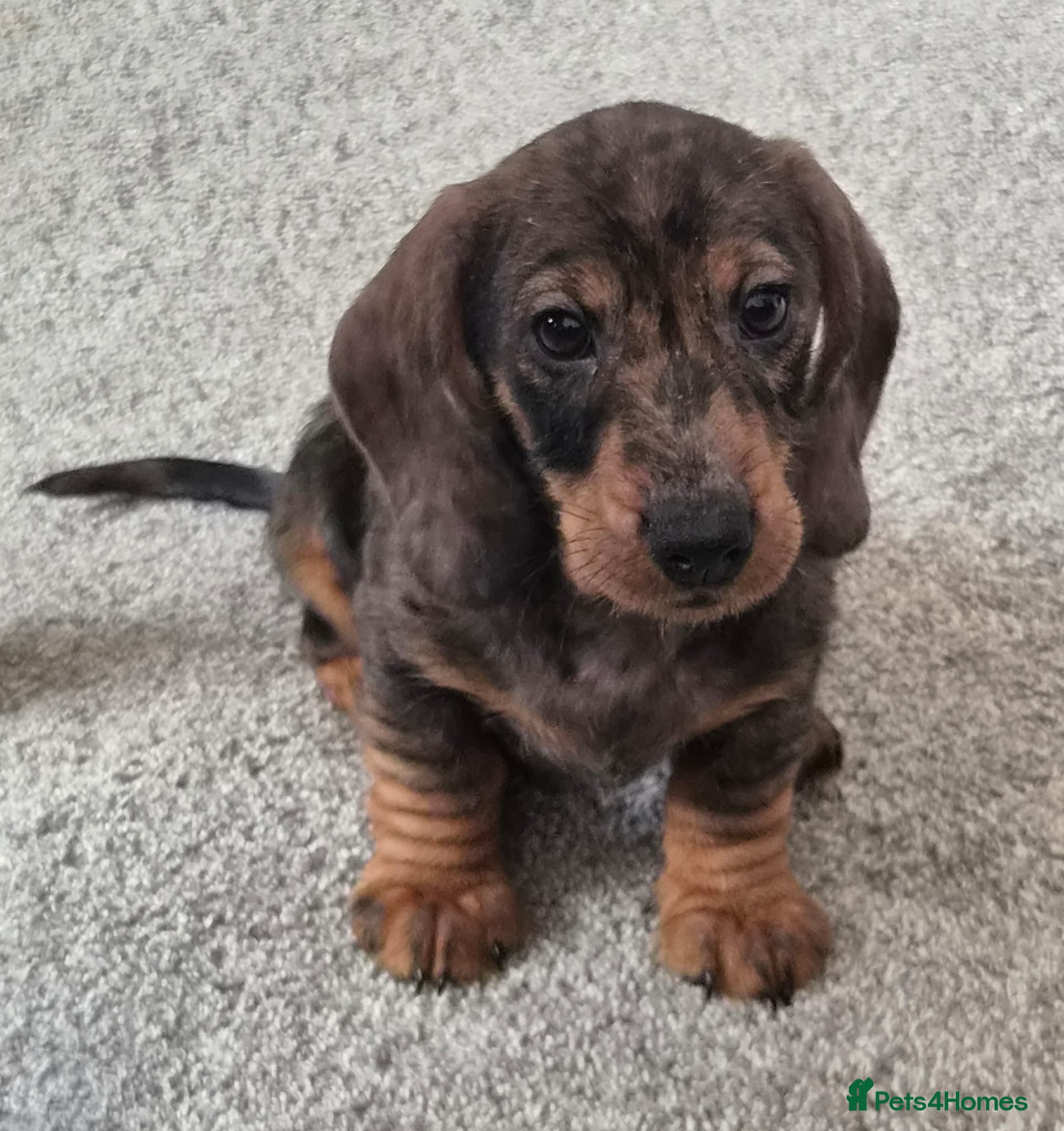 Dachshund dogs KC Wirehaired standard Dachshund puppies - Advert 1