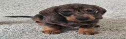 Dachshund dogs for sale: KC Wirehaired standard Dachshund puppies - Advert 1