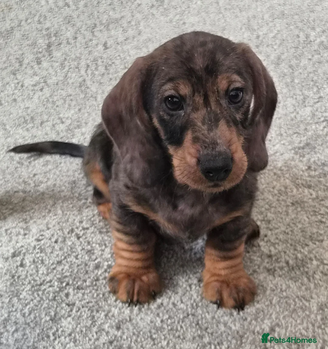 Dachshund dogs for sale: KC Wirehaired standard Dachshund puppies - Advert 1