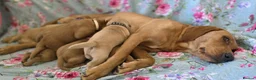 Labrador Retriever dogs for sale: Little Labradors, Ready for Their Next Adventure in Derby - Advert 6