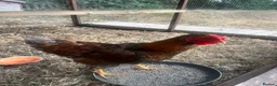 Chickens poultry for sale: Blue Laced Red Wyandotte Cockerel in Ware - Advert 3