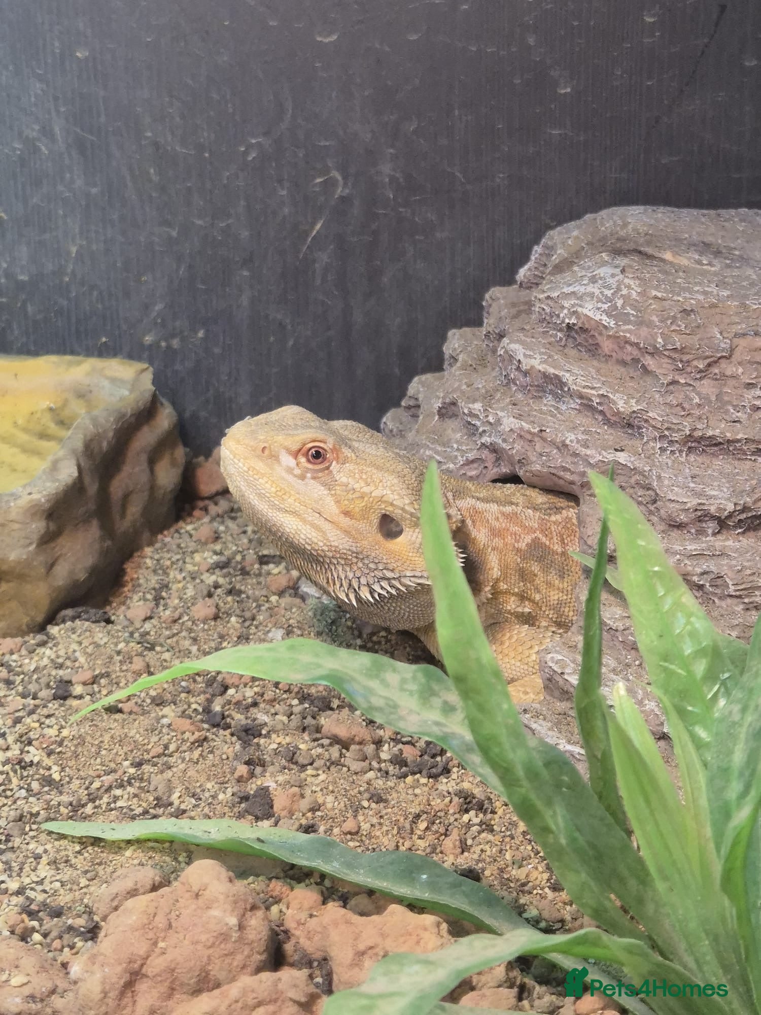 Bearded Dragon reptiles Bearded dragon with setup for (urgent) sale - Advert 13