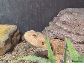 Bearded Dragon reptiles Bearded dragon with setup for (urgent) sale - Advert 13