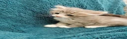 Siberian cats for sale: Registered Siberian Kittens  - Advert 7