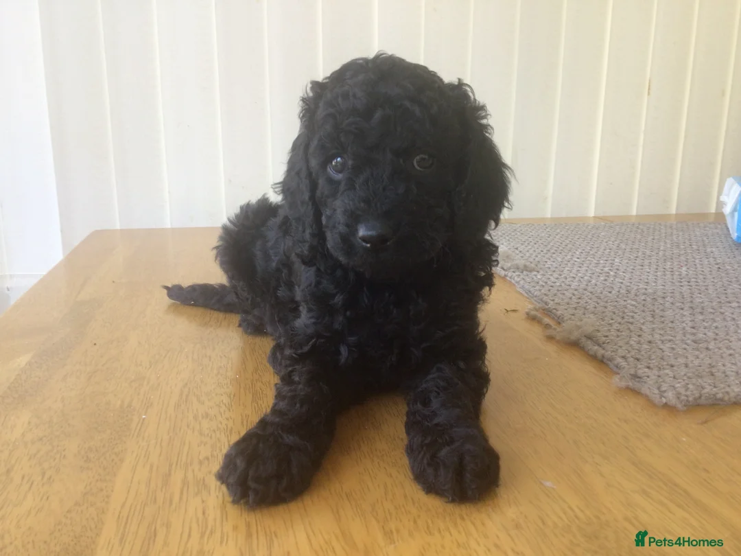 Cockapoo dogs for sale: Cockapoo puppies in Haverhill - Advert 7