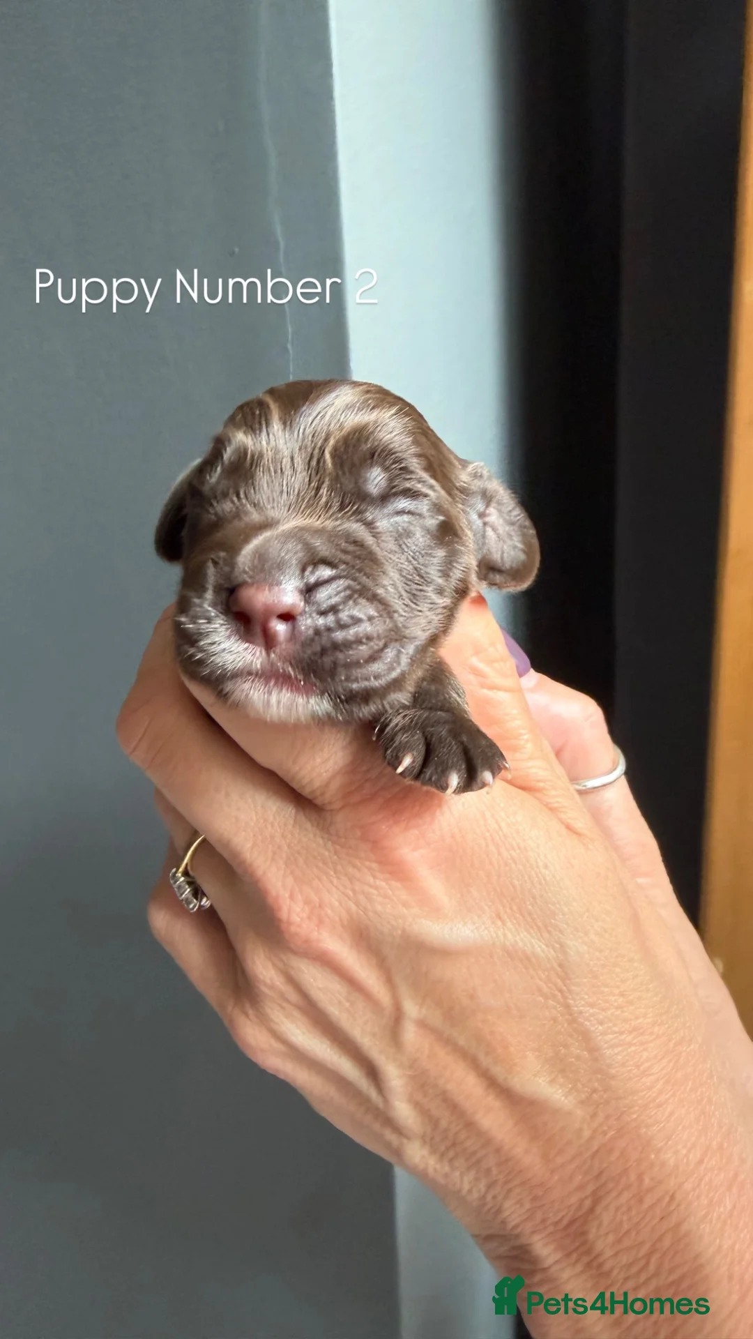 Cocker Spaniel dogs for sale: 🐶Cocker Spanisls🐶 in Oldham - Advert 2