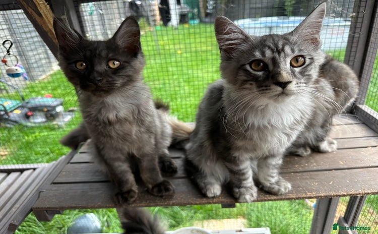 Maine Coon cats - Advert 1