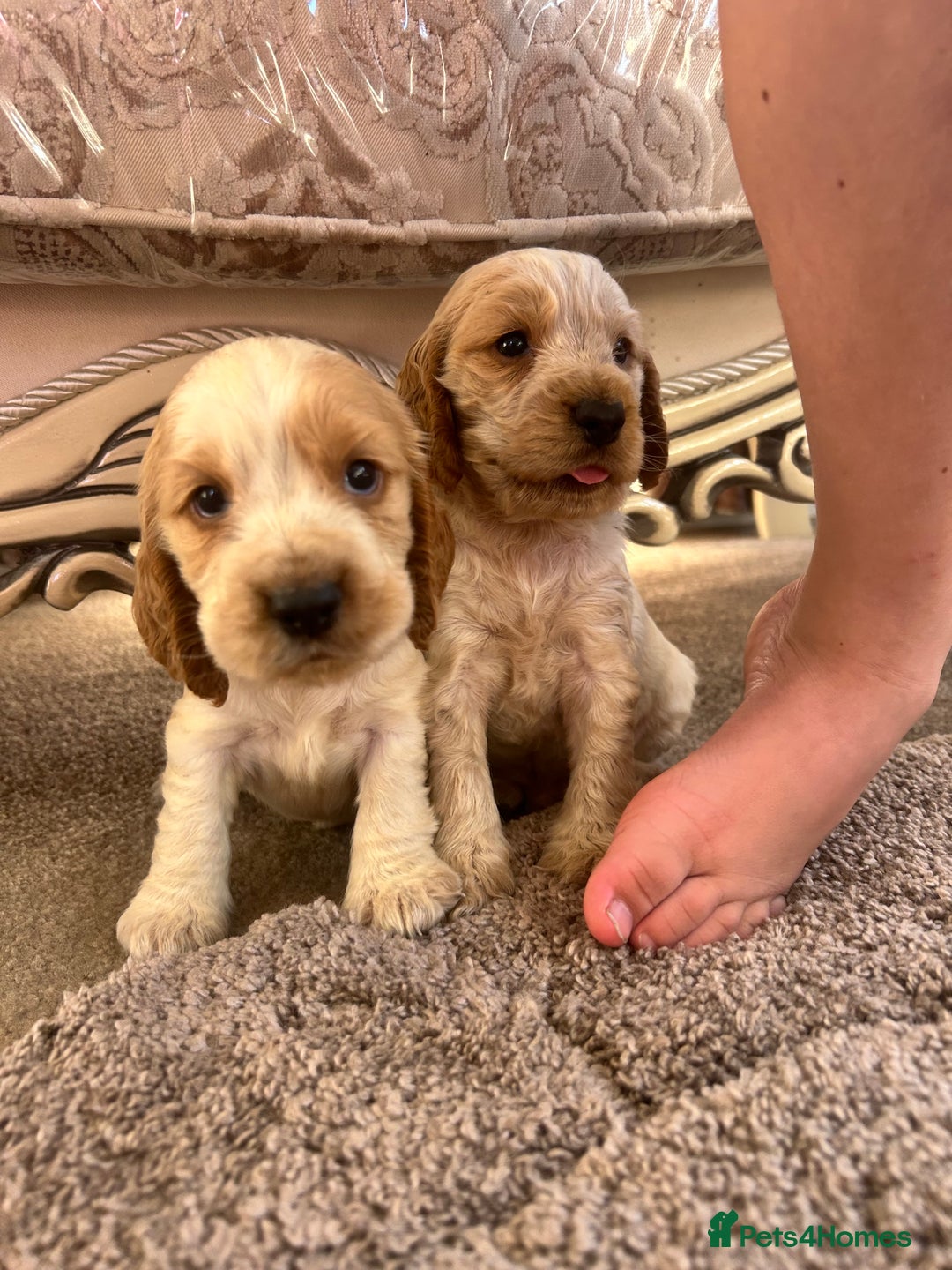 Cocker Spaniel dogs for sale: Cocker spaniel puppys - Image 14