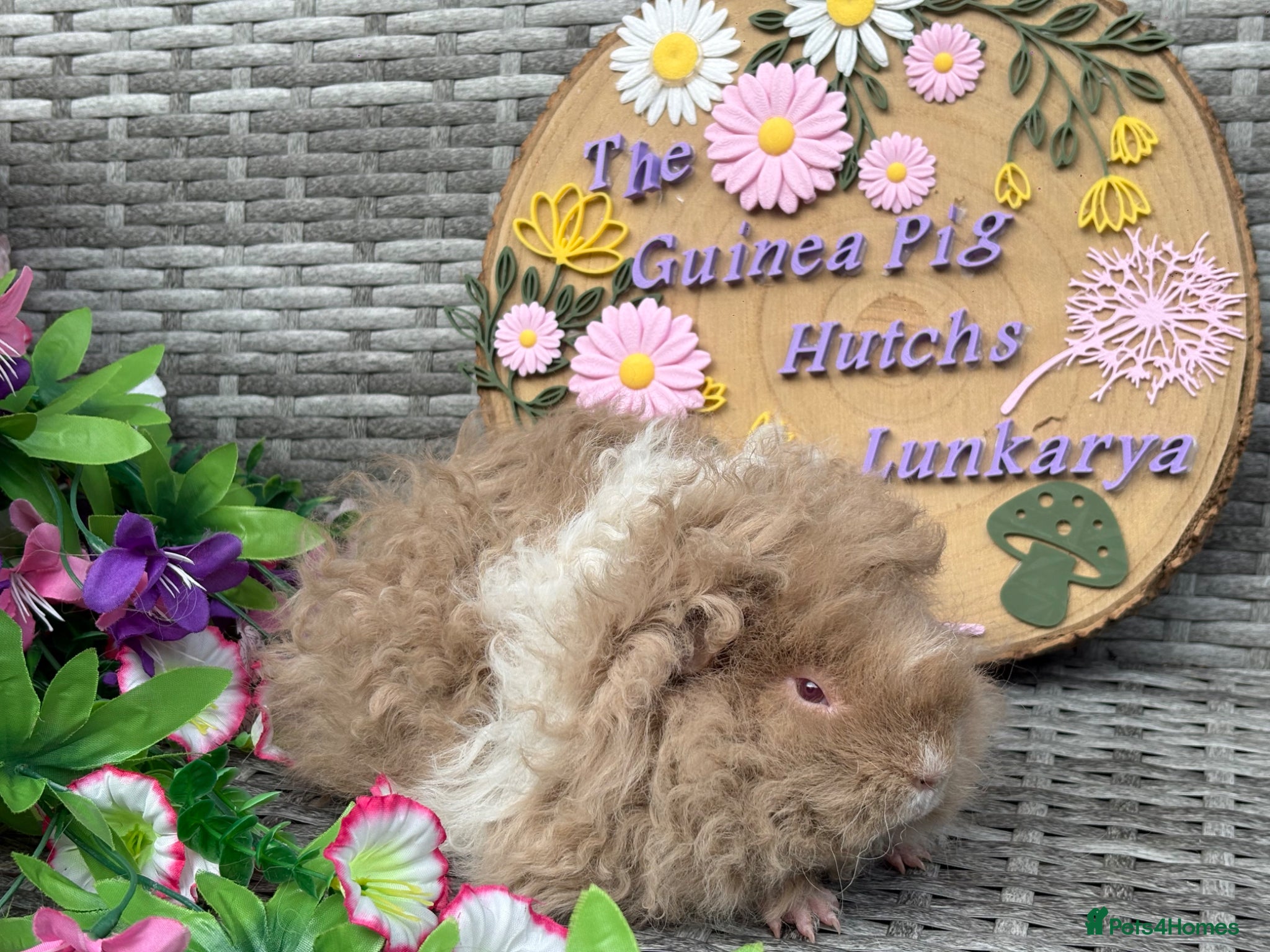 Guinea Pig rodents for sale: Purebred Lunkarya - Advert 24