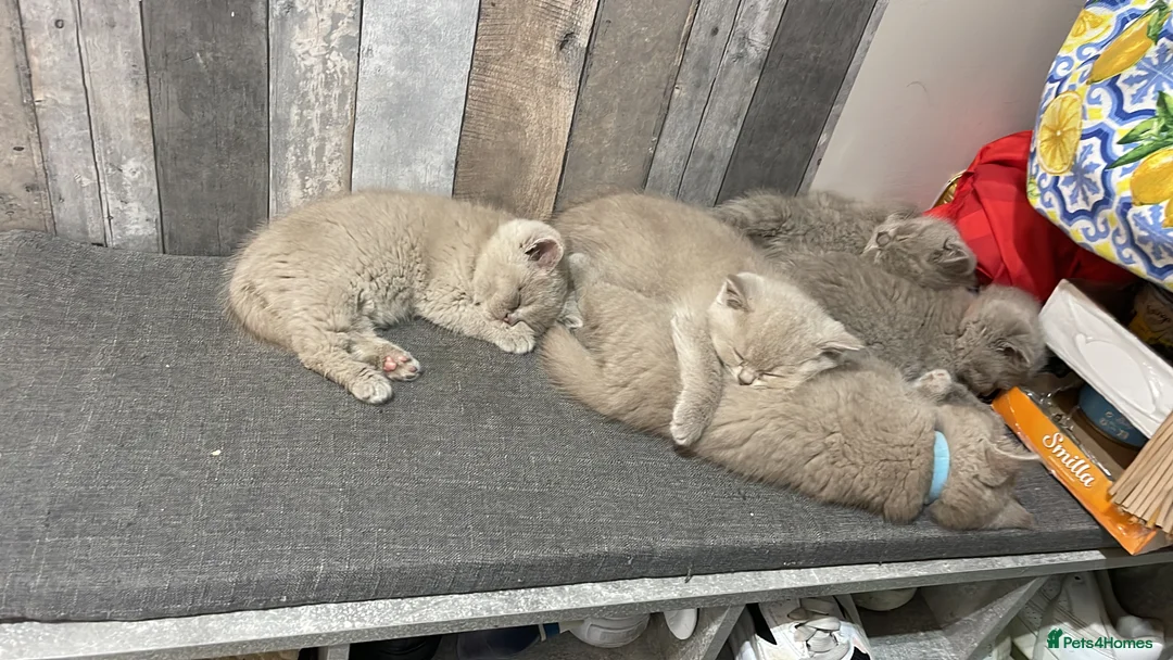 British Shorthair cats for stud: Lilac gccf stud blood group Ab in Birmingham - Advert 10