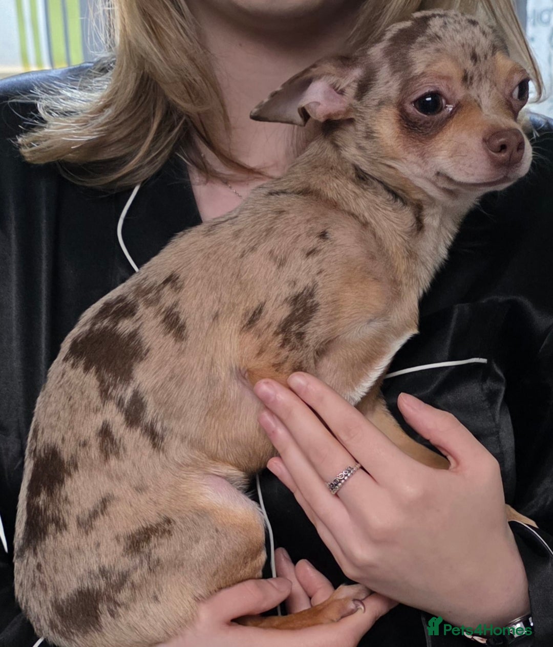 Chihuahua dogs for sale: Gorgeous Small Chihuahua Female  - Advert 7