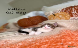 Mixed Breed cats for sale: Stunning kittens 8 weeks old ready now  - Image 8