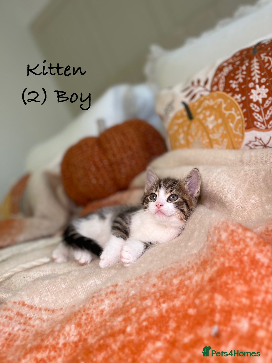 Mixed Breed cats for sale: Stunning kittens 8 weeks old ready now  - Image 8