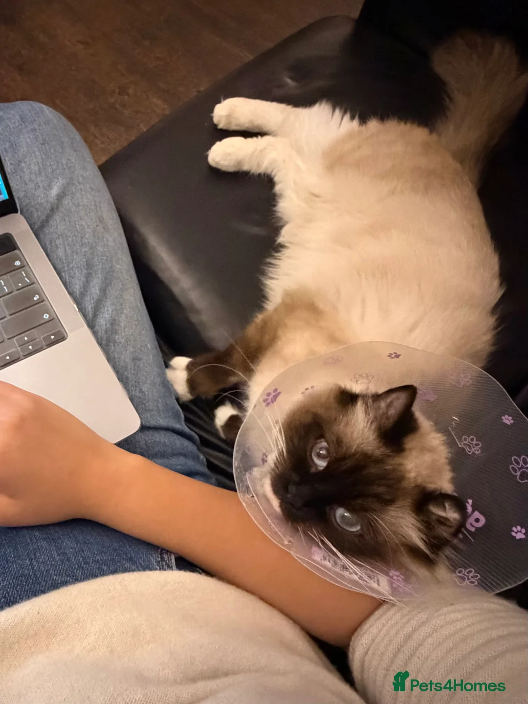 Ragdoll cats for sale: Very Affectionate Lap Cat for Adoption - Advert 6