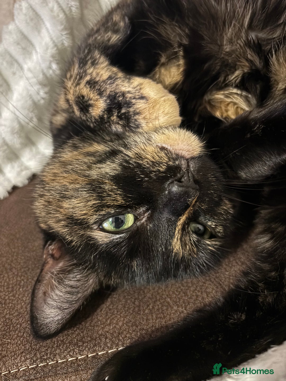 British Shorthair cats for sale: Cuddly Senior Cat Poppy Needs a Loving Home🐾 - Image 2