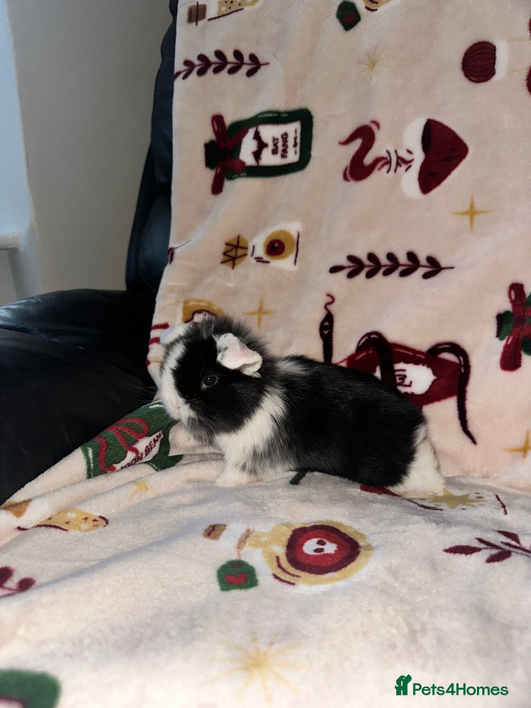 Mini Lop rabbits for sale: Adorable Baby Mini Lops Looking for Loving Homes - Advert 16