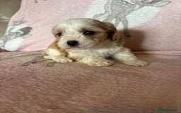 Cavapoo dogs for sale: Stunning Cavapoo puppies from family home  - Advert 38