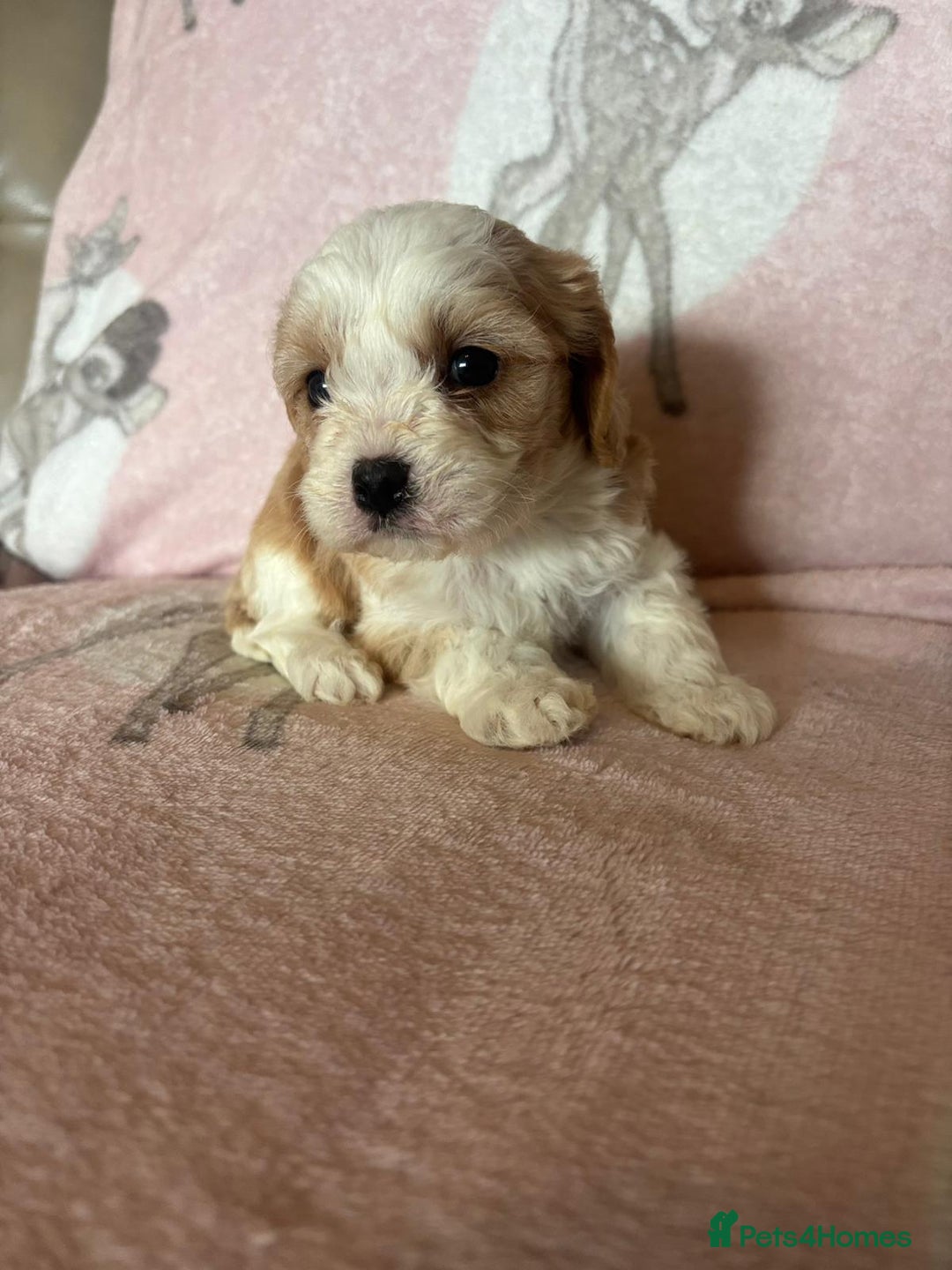Cavapoo dogs for sale: Stunning Cavapoo puppies from family home  - Advert 38