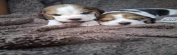 Beagle dogs for sale: Champion Tri-Color Beagles pups! in Doncaster - Advert 17