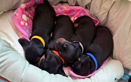 Miniature Dachshund dogs for sale: Miniature dachshund puppies 🐾 - Advert 19