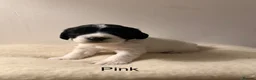 English Springer Spaniel dogs for sale: 3 female Springer spaniel puppies  - Advert 18