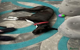 Mixed Breed dogs for adoption: 💙STEVIE-HANDSOME DALMATIAN CROSS BOY 💙 - Advert 3