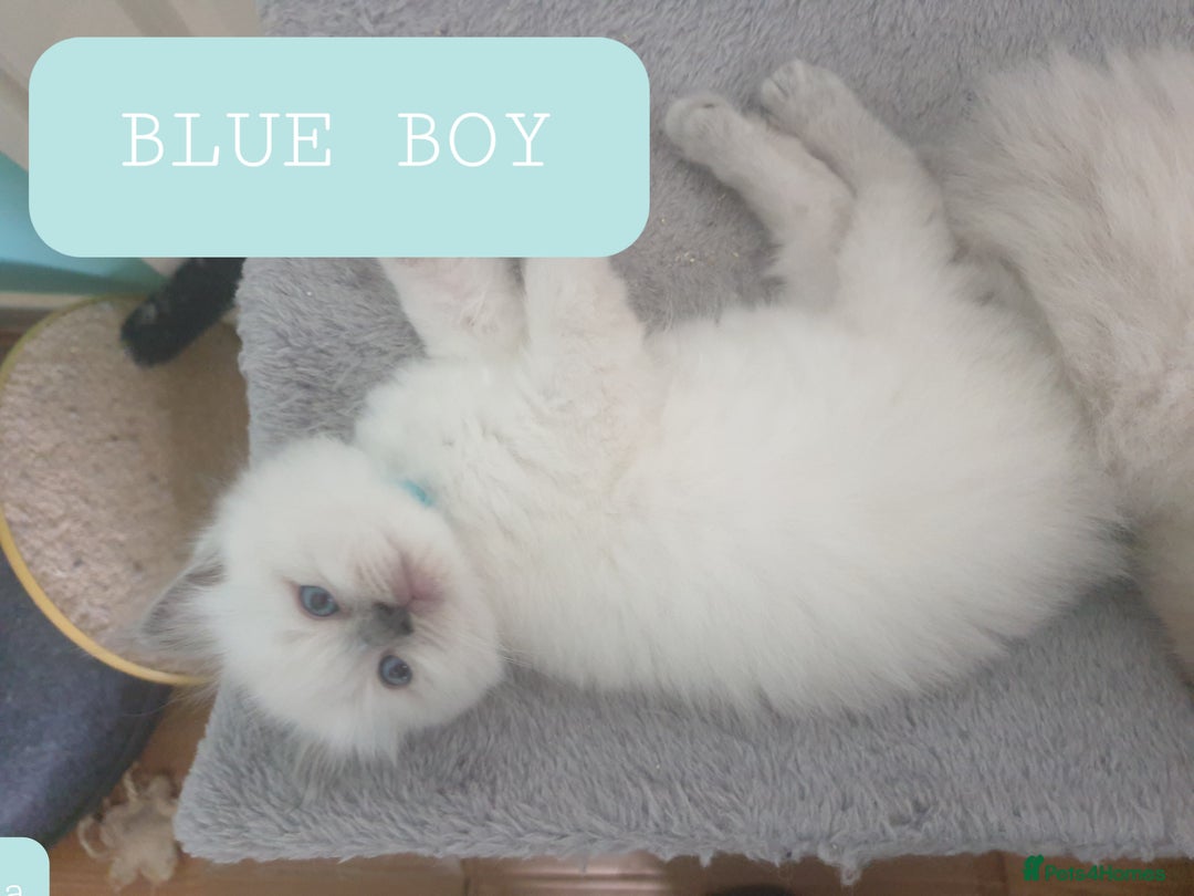 Ragdoll cats for sale: 5 fully seal point ragdoll kittens  - Image 5