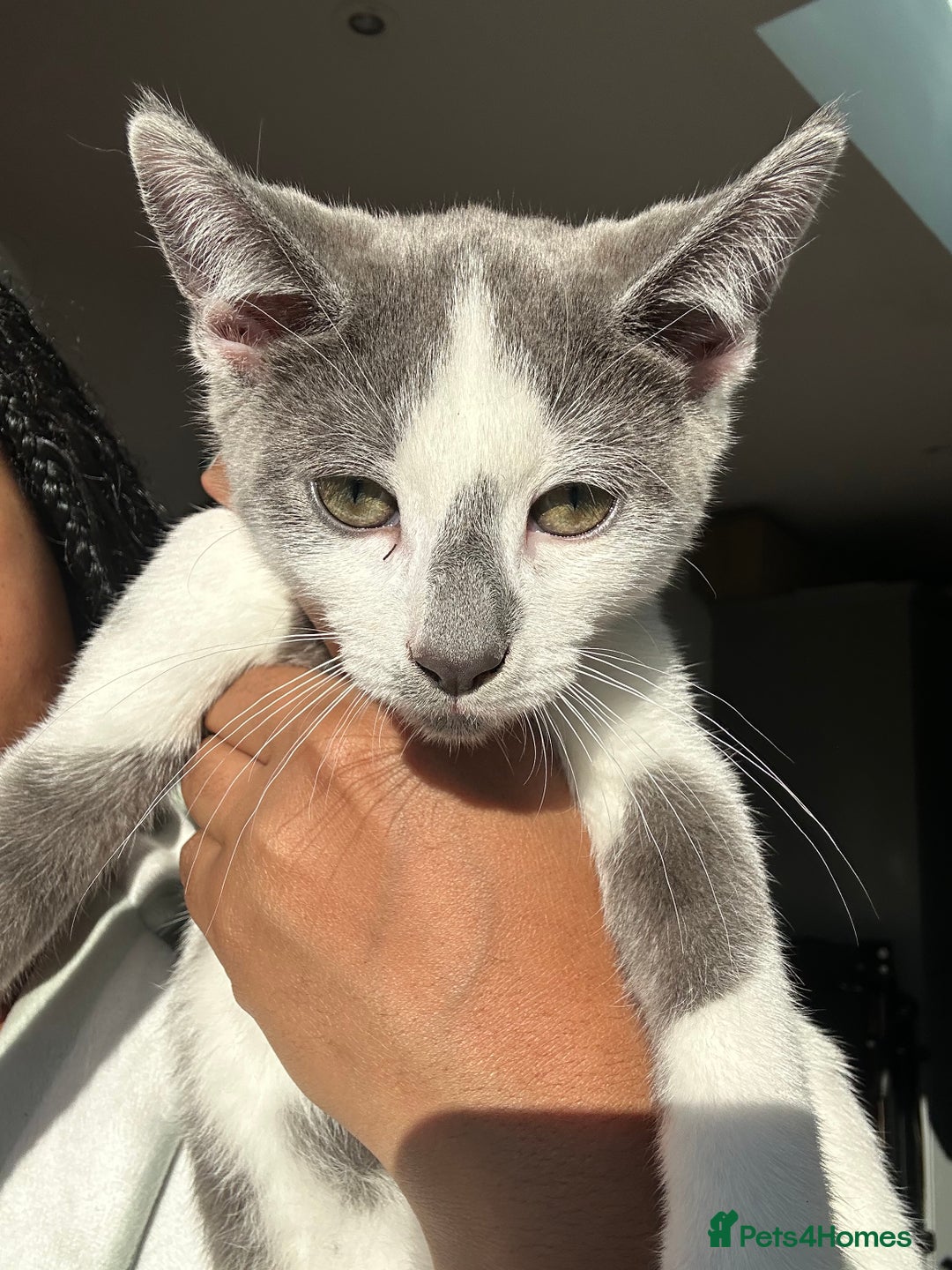 Bombay cats for sale: Adorable Kittens for Sale — Born on 18/08/2025 - Advert 7