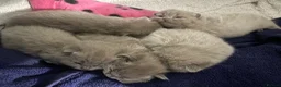 British Shorthair cats for sale: British blue shorthair kittens 3 boys 2 girls in Llanelli - Advert 19