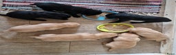 Labrador Retriever dogs for sale: All viewings booked or puppies reserved - Advert 6